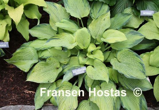 Hosta Double D Cup